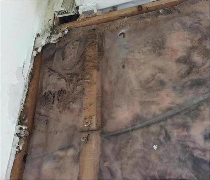 Mold damage on wall