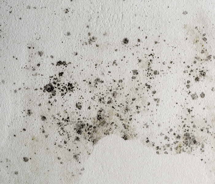 Black dots of mold on a white surface.