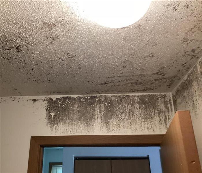 Mold infestation on a wall and ceiling.